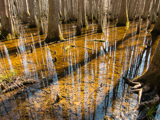 Lassiter Swamp reflections