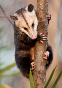 Opossum in tree