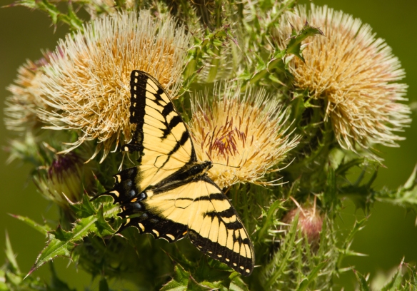 Eastern Tiger Swallowtail on thistle
