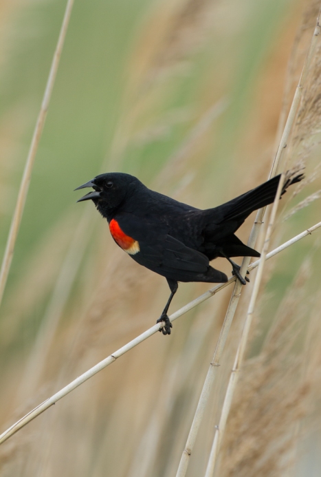 Red-winged Blackbird male on marsh grass