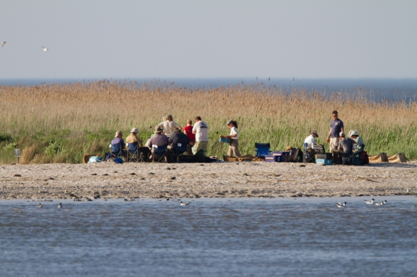 Researchers processing captured shorebirds