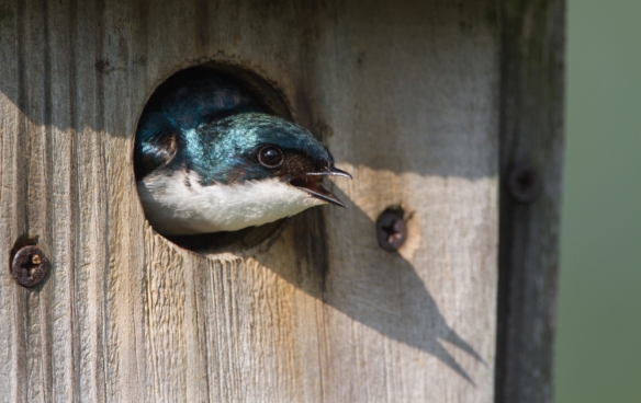 Tree Swallow in nest box