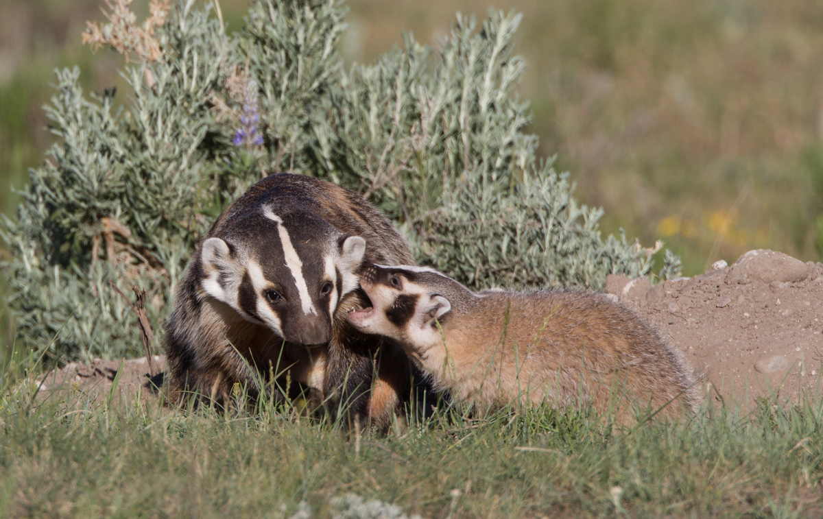 Image result for baby american badger