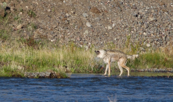 wolf shaking after crossing creek