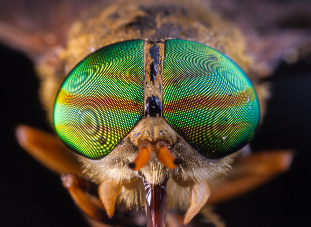 Глаза насекомых имеют. Слепень Tabanus chrysurus. Слепень златоглазка. Глаза слепня. Голова слепня.