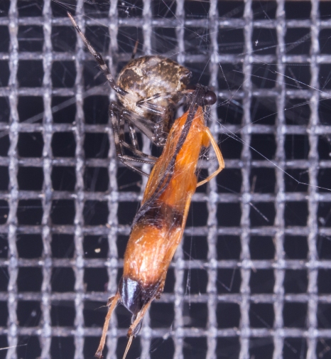 Parasitic Wasp captured by spider
