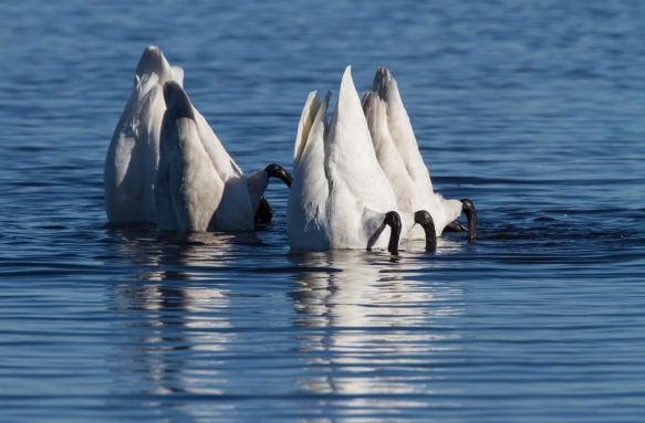 Swans feeding on Pungo Lake 2