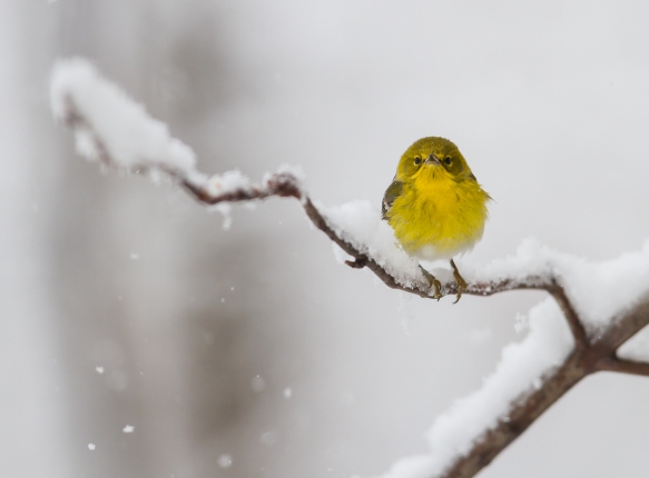 Pine warbler in snow 2