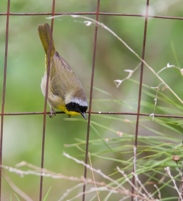 Common Yellowthroat male on fence 1