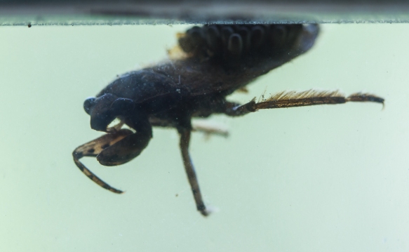 Giant Water Bug at water surface silhouette