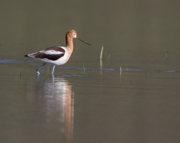 American Avocet and reflection