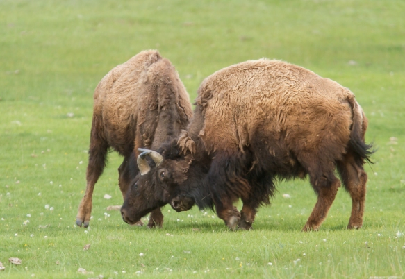 bison sparring