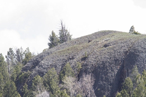 Grizzly and cub atop Junction Butte