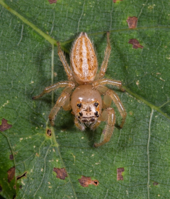 Jumping spider, Thiodina sp