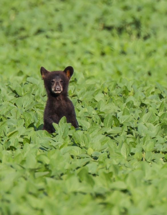 One cub standing crop