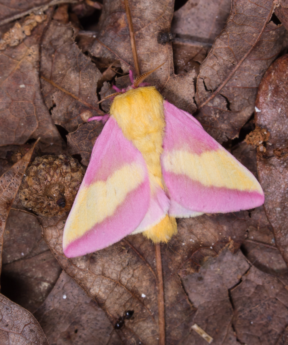 rosy maple moth on leaves