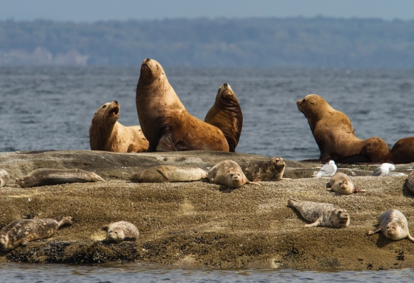 Stellar's Sea Lions and Harbor Seals
