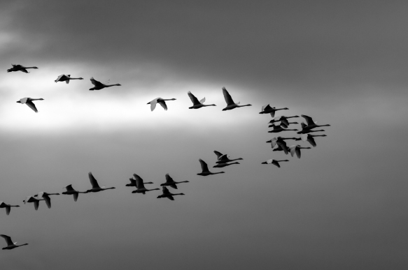 Swans flying against a rain-laden sky