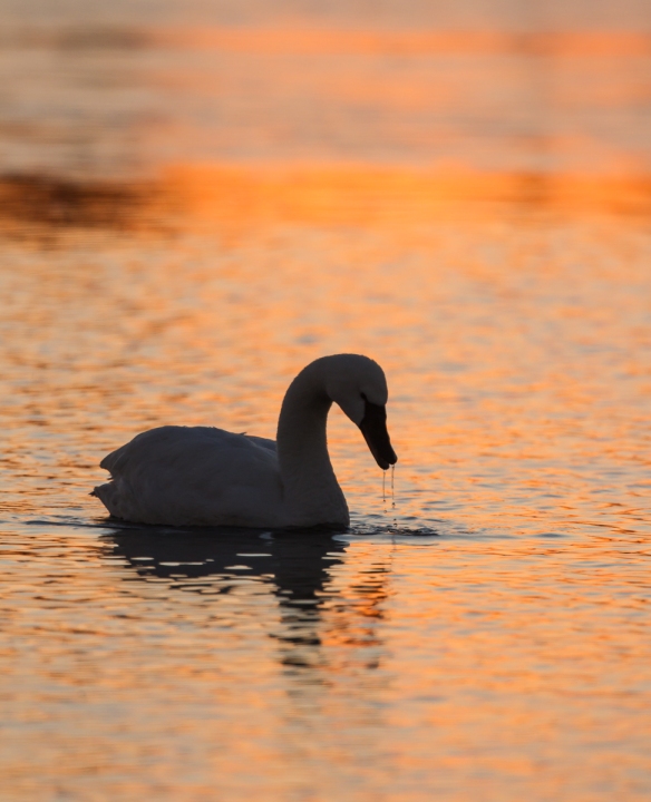 Swan at sunrise in Marsh A