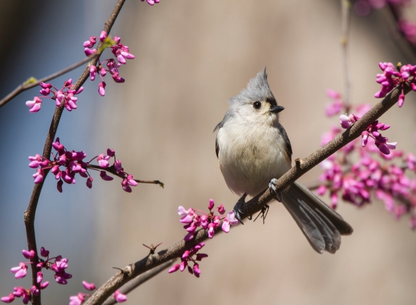 Tufted Titmouse in Redbud