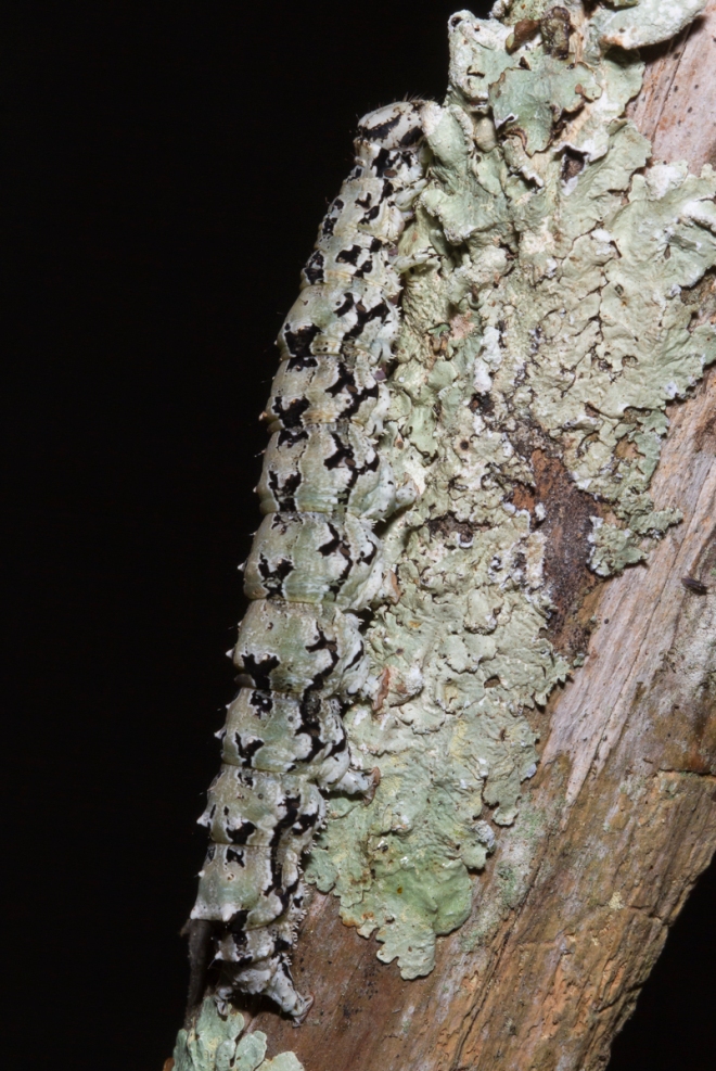 Ilia Underwing larva on lichen 2