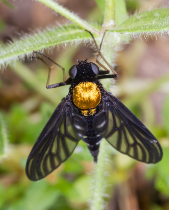 Golden-backed Snipe Fly female