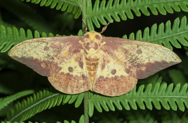 Imperial Moth, male