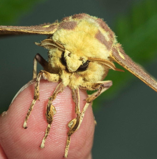 Imperial Moth, male head shot
