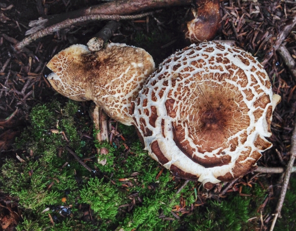 mushroom along trail