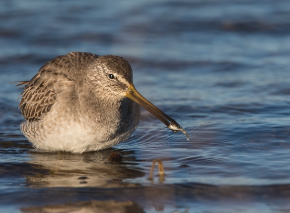 Dowitcher at Pea Island