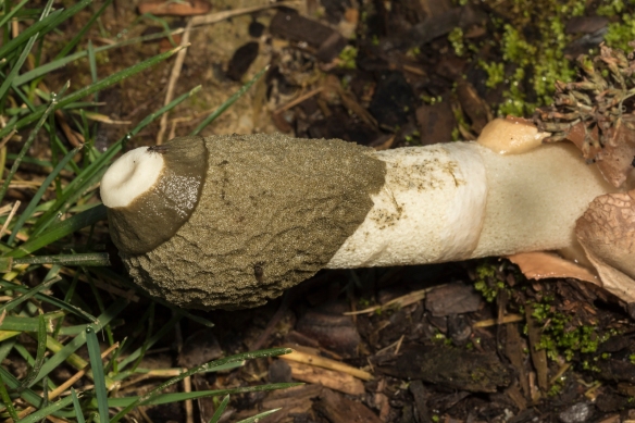 Stinkhorn fungus 1