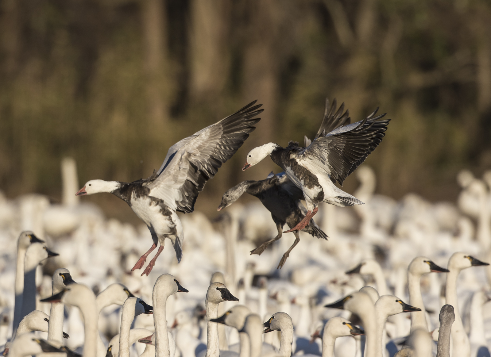 blue geese landing