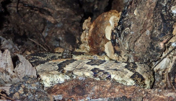 Canebrake Rattlesnake in tree trunk