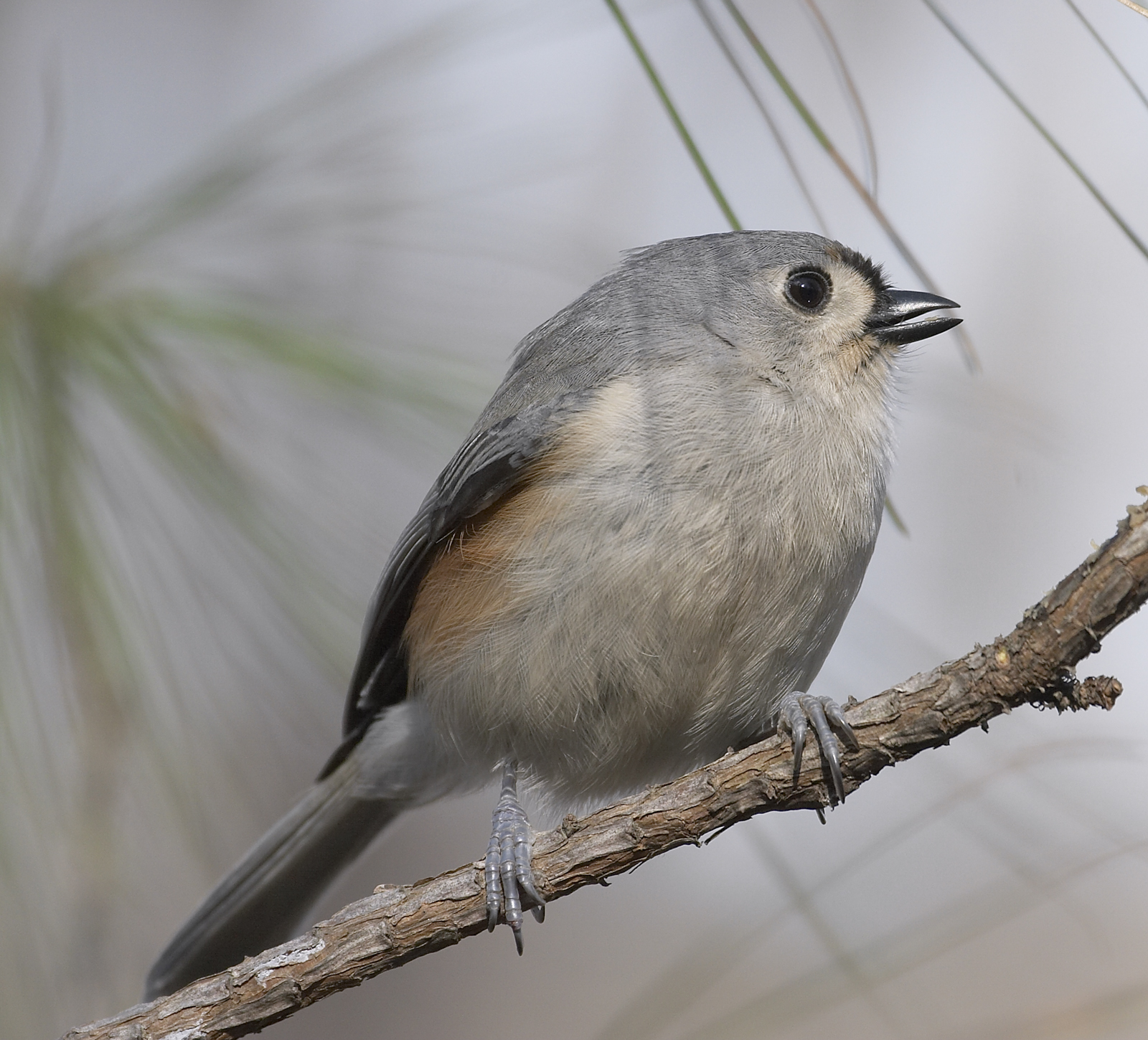 Tufted Titmouse 3