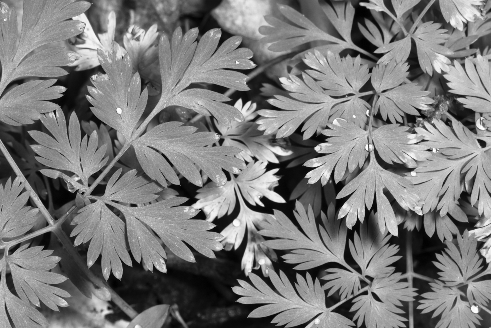 dutchman breech's leaves