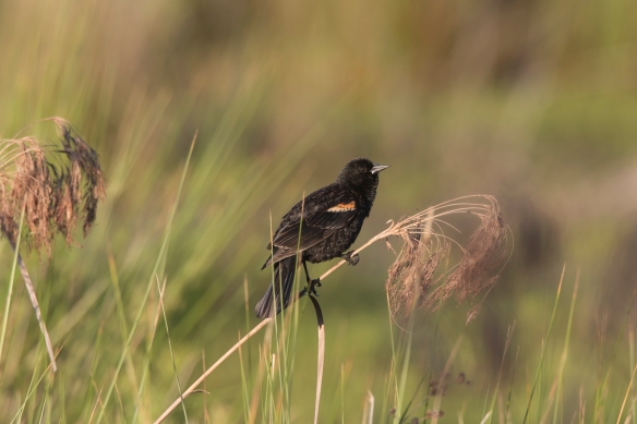 red-winged blackbird  in marsh