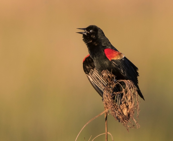 red-winged blackbird singing with membrane showing