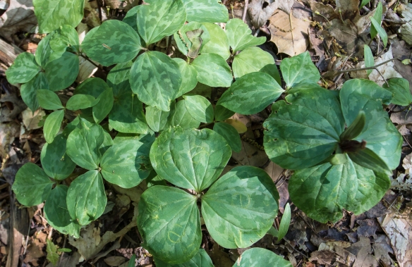 trillium leaves 1