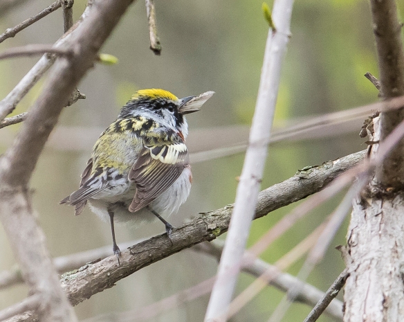chesnut-sided warbler gulping down meal
