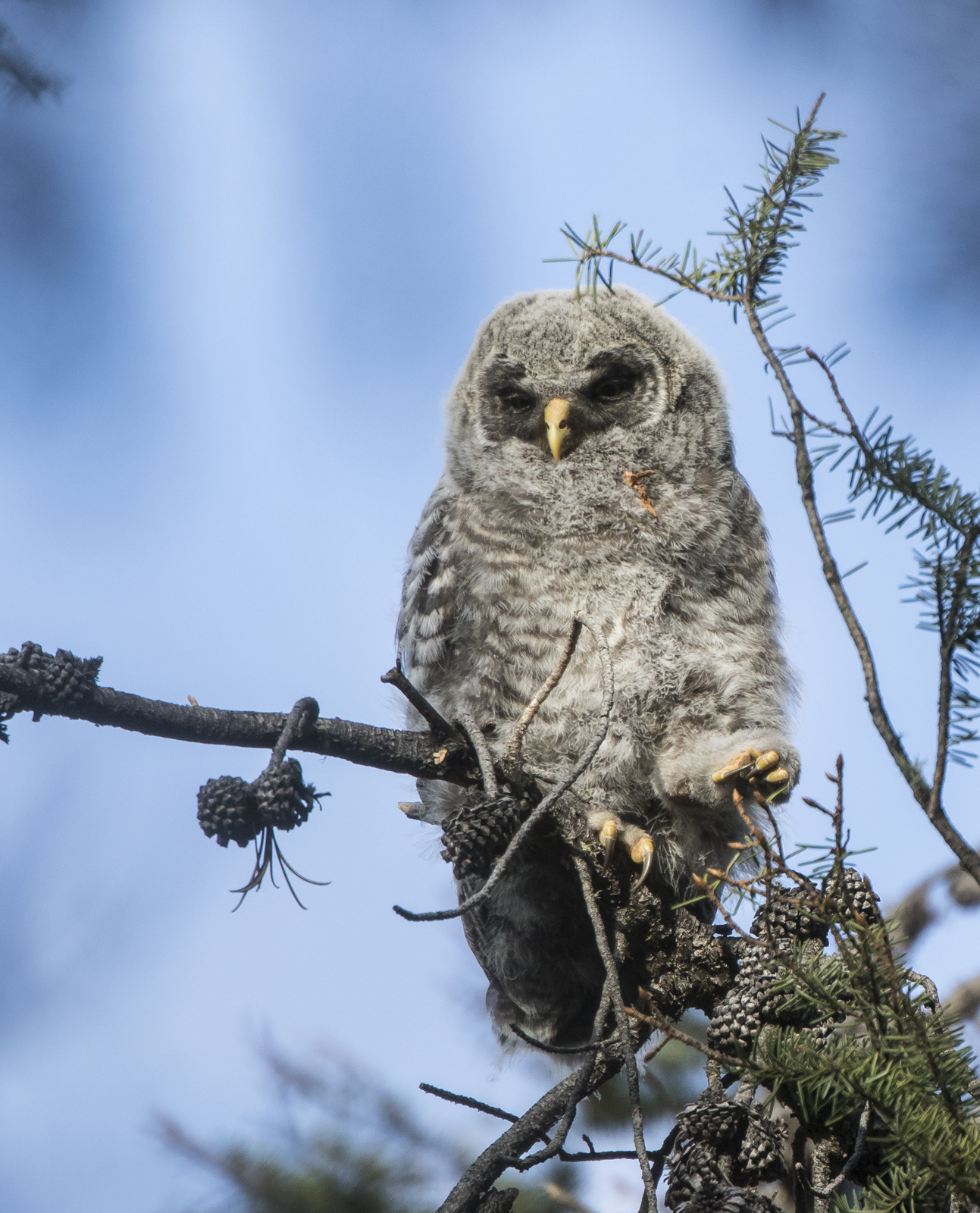 Great Gray Owl chick