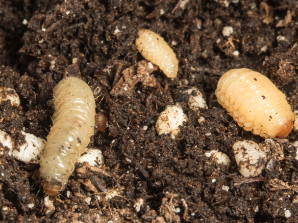 Acorn insect larvae