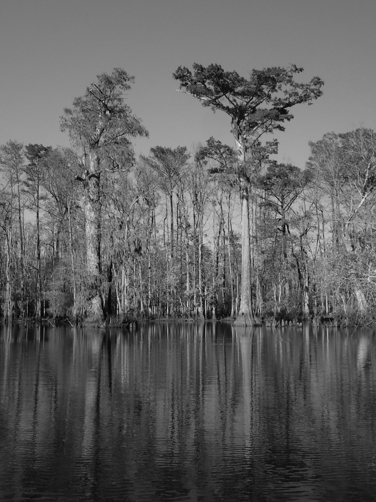 Bald cypress pair in black and white