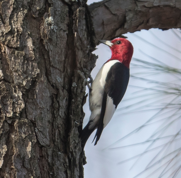 Red-headed woodpecker mature male