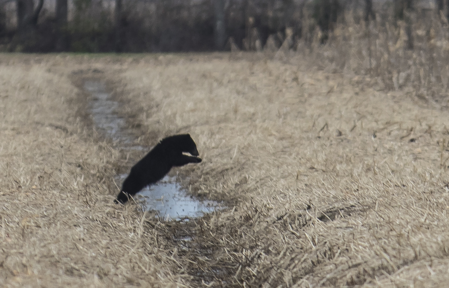 bear jumping ditch