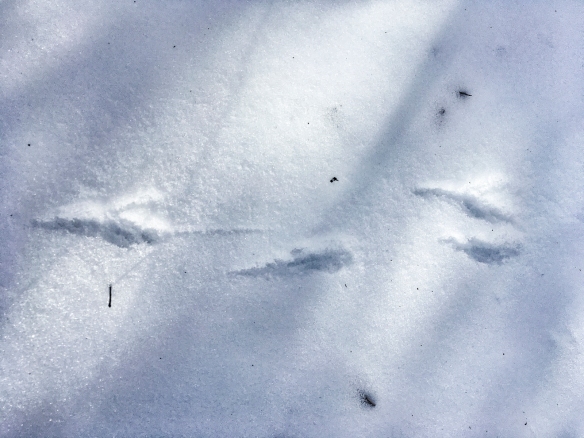 gnarled foot crow track