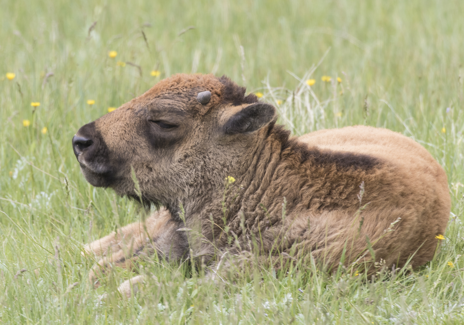 Baby bison darker color