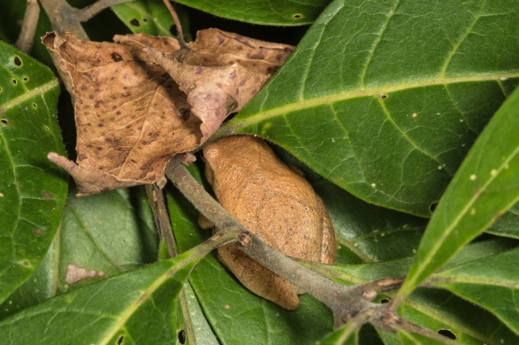 Spring peeper and dead leaf