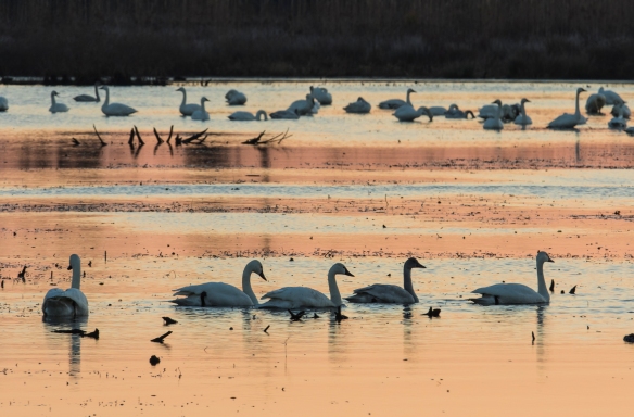 Tundra swans at sunrise