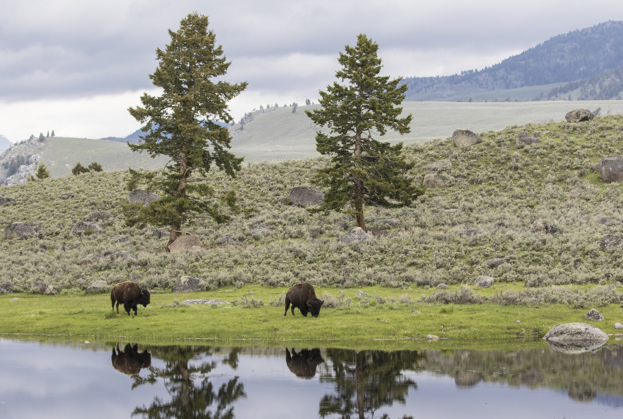bison and reflection