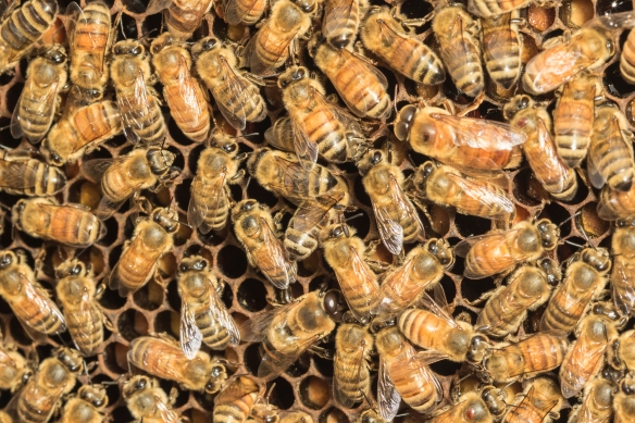 honeybees from CCCG hive